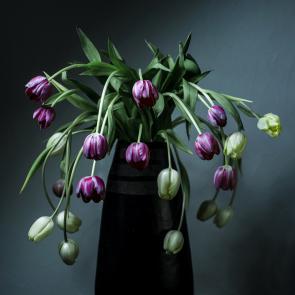 Still Life Joanna Tarlet Gauteur