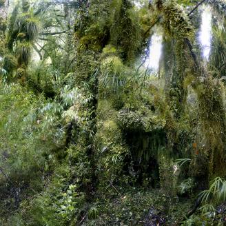 MONLAU_FORET_003