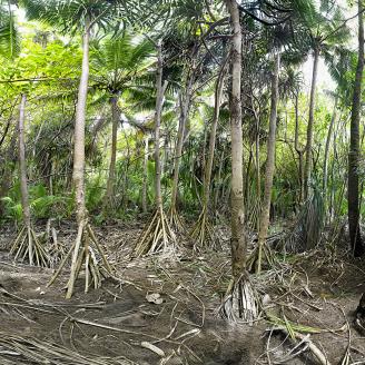 MONLAU_FORET_005