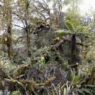 MONLAU_FORET_008
