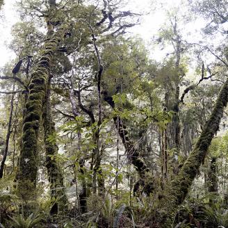MONLAU_FORET_010