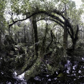 MONLAU_FORET_015