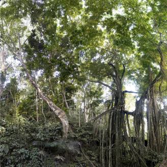 MONLAU_FORET_019