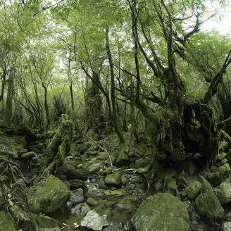 MONLAU_FORET_020