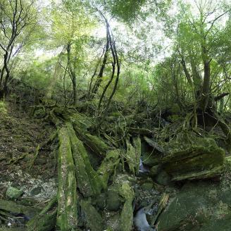 MONLAU_FORET_022