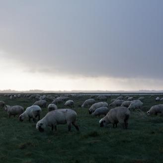 FARCY_SOMME_005