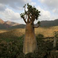 Yémen 2024 2006 Xavier Lambours