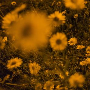 60 m2, 1 km à la ronde Eric Facon