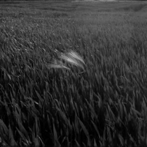 A vol d'oiseau Sophie Brändström